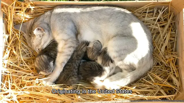 Video thumbnail for The American Shorthair Cat