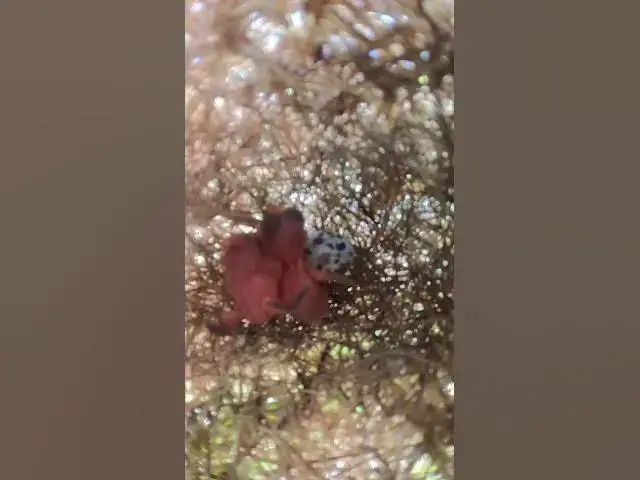 Video thumbnail for wild babies small bird ep.001  #birds #birdnet #babyanimal #wildlife #wildbirdlife #babybird