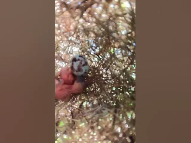 Video thumbnail for wild babies small bird ep.008  #birds #birdnet #babyanimal #wildlife #wildbirdlife #babybird