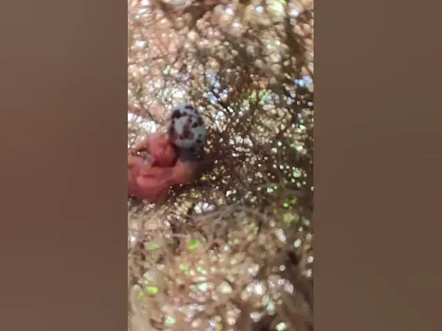 Video thumbnail for wild babies small bird ep.010  #birds #birdnet #babyanimal #wildlife #wildbirdlife #babybird