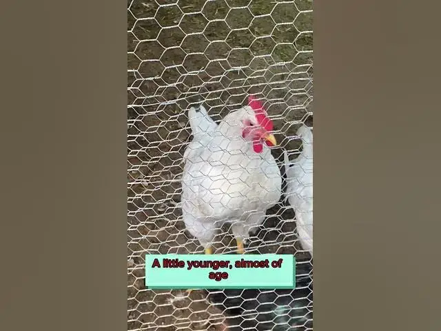 Video thumbnail for Some of our roosters crowing #CapCut #Roosters #Chickens #FarmAnimals #RaisingChickens