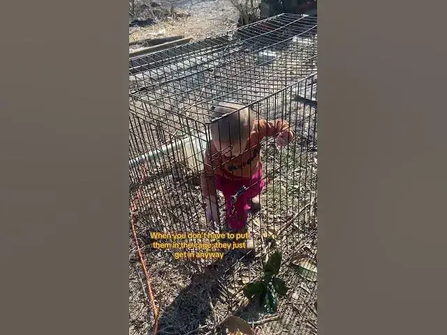 Video thumbnail for He loves getting in and out, and he has so much fun!  #GetInTheCage #SoMuchFun #Toddler #Group7
