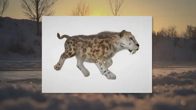 'Video thumbnail for Sabertooth Tiger Extinction: How, When, and Why They Died'