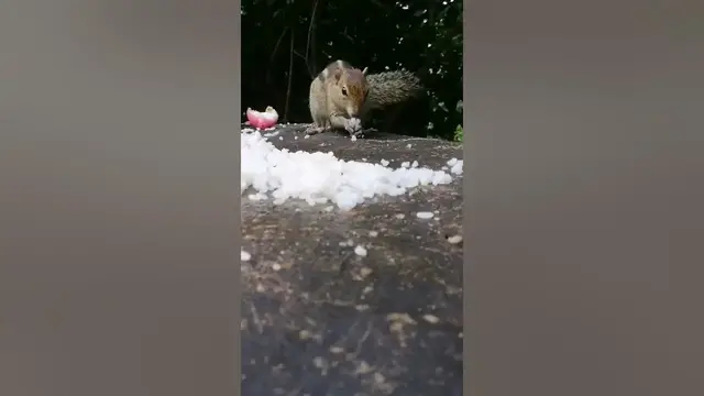 Video thumbnail for Squirrel😍😍😍
