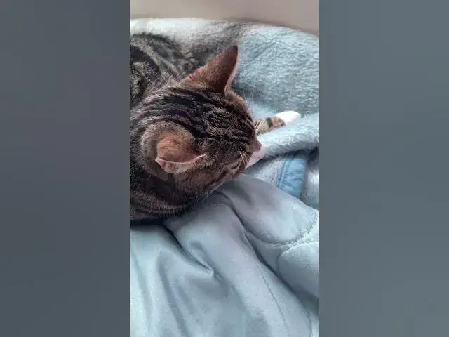 Video thumbnail for My cat