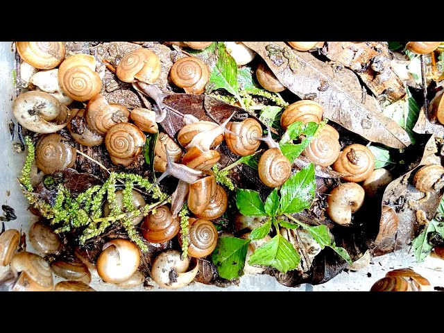 Video thumbnail for 🐌 Snails, 🐌 snial alot eating papaya fruits now 🦈 | 𝑴𝒆𝒕𝒉𝒐𝒅𝒔 #𝟗𝟔9065