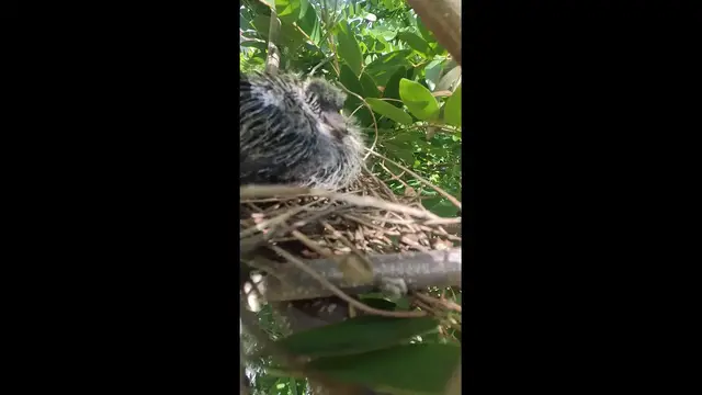 Video thumbnail for The baby dove bird #babybird #dove #dovebird #nestbird #shortbird #nestdove #birdeat #birdfeed