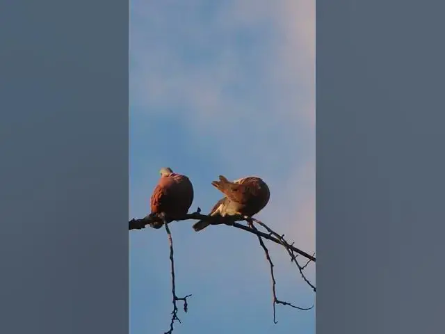 Video thumbnail for Family of wild dove ep.0021 #birds #nature #nest #birdnest #birdslover #birdeggs #birdsounds
