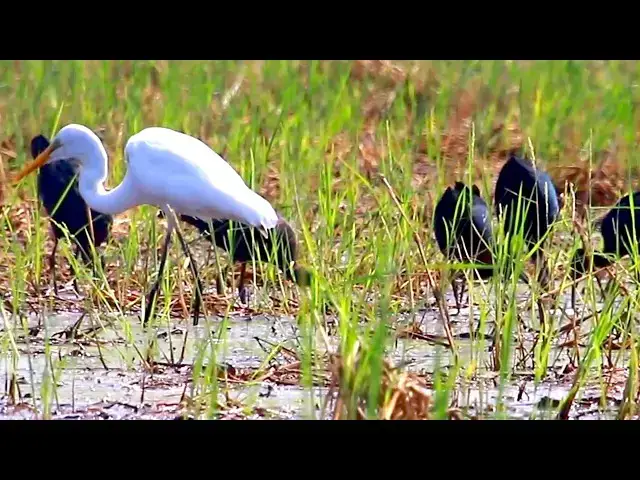 Video thumbnail for Amazing of lake - Unbelievable Lake Adventure - Birds Dive for Huge Fish Underwater!