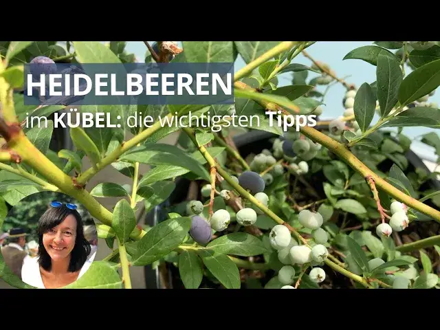 'Video thumbnail for 5 Jahre Heidelbeeren im Kübel - meine Erfahrungen und die wichtigsten Tipps'