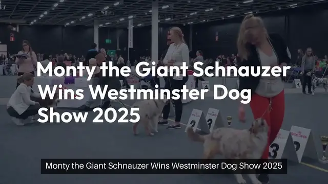 Video thumbnail for Monty the Giant Schnauzer Makes History at Westminster Dog Show 2025