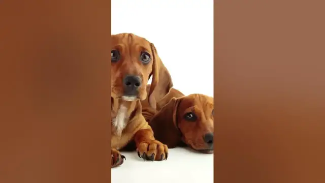 Video thumbnail for Cutest dachshunds ever! #dachshund #dachshundpuppy