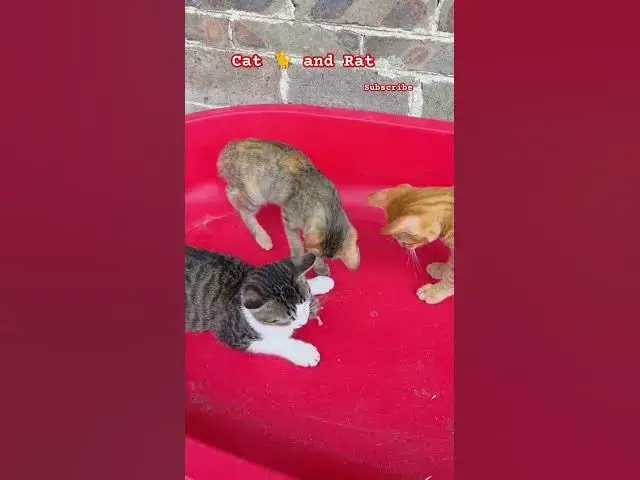 Video thumbnail for Cat 🐈 and Rat 🐀 #johnselephilip #comedy #cat #rat #anime #animals #prank #fyp #fypシ #fypシ゚viral