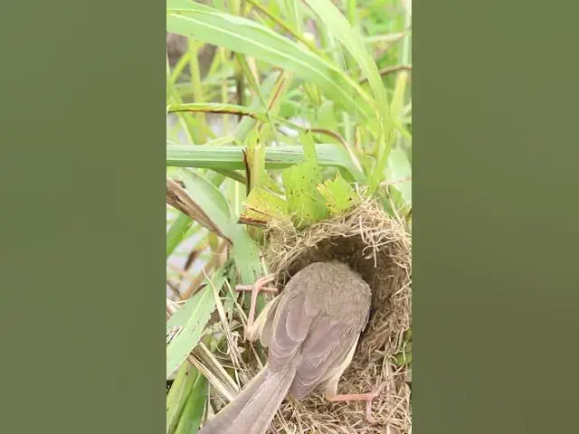 Video thumbnail for Mother Bird Feeding in Nest #Female #Golden #Feed #Baby #Nest #Start #Results
