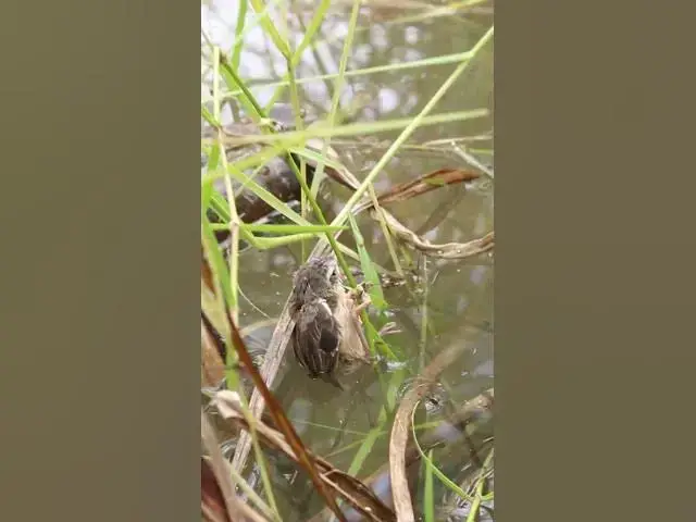 Video thumbnail for Bay Bird Try Fly EP#048 #birdslover #birdwatch #wildlife #birdwatching #nature #birds  #bulbulnest