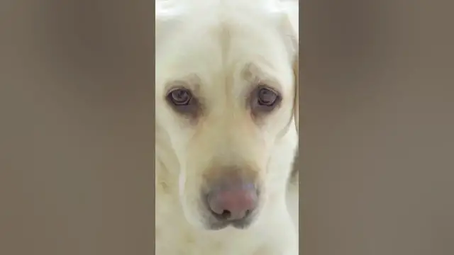 Video thumbnail for 3 Cons of Labrador Retrievers #shorts