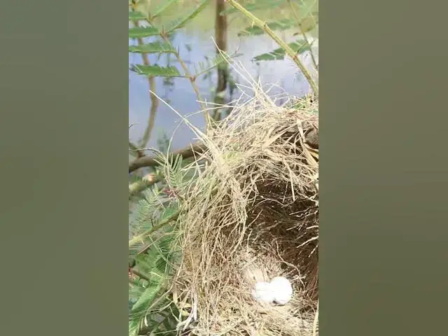 Video thumbnail for #birds #topbird #birdspotting #birdslover #birdwatch #wildlife #birdwatching #nature #birdfeeding