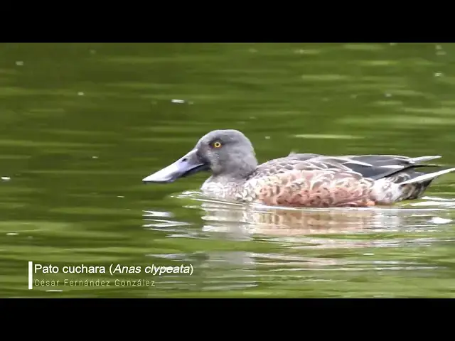 Video thumbnail for Pato cuchara (Anas clypeata)