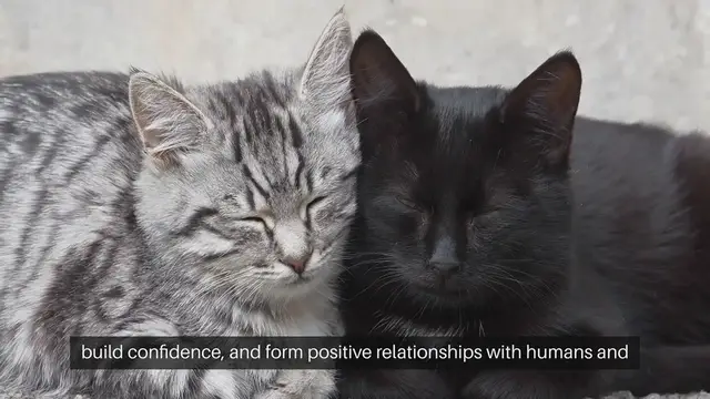 Video thumbnail for Cat Socialization Strategies