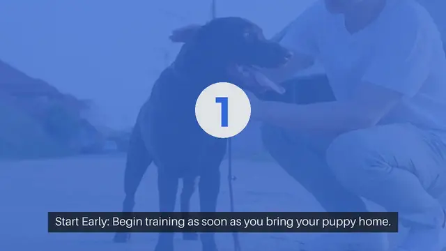 Video thumbnail for Puppy Obedience Training Tips