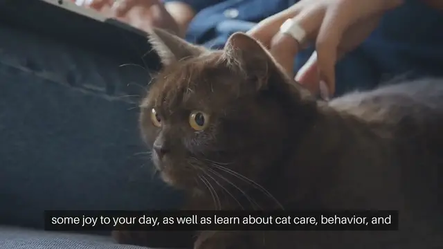 Video thumbnail for Cat Social Media Accounts to Follow