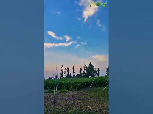 Video thumbnail for "प्रकृति की गोद में एक सुकून भरी शाम 🌿✨"@ashvinjoshi1393 #Nature #NatureLove