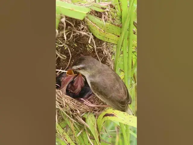 Video thumbnail for Bird Family Breakfast Buffet Adorable Chicks EP#071 #birdslover #birdwatch #wildlife #nature #birds
