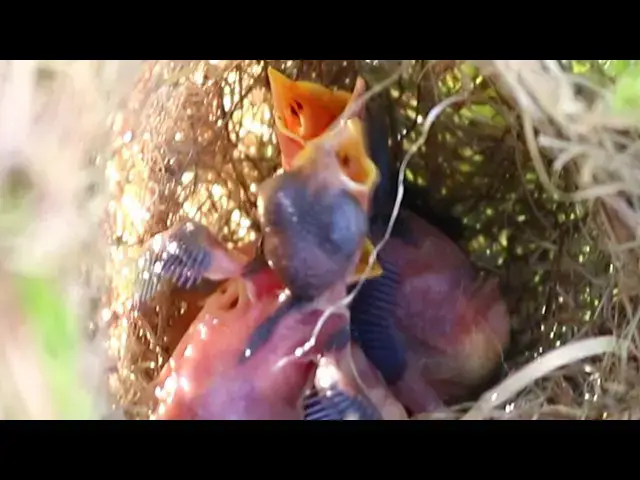 Video thumbnail for Bird Sparrow Nurtures Young in Cozy Nest // The Golden Sparrow's Newborn Nestling  @ViralBirdNest