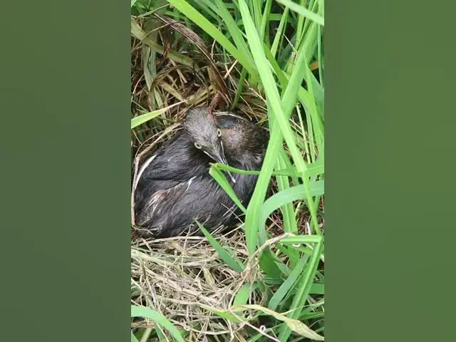 Video thumbnail for White Duck wild #Female #Golden #Feed #Baby #Nest #Start #Results