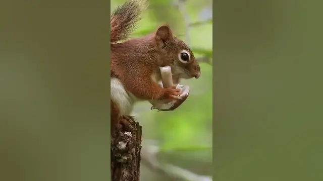 Video thumbnail for Squirrels have no problem eating... #shorts
