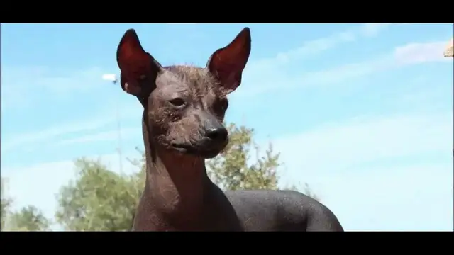Video thumbnail for Peruvian Hairless Dog: Socializing Your Dog