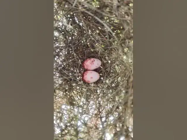 Video thumbnail for Egg Grown Bird Sparrow in Nest #Golden #Feed #Baby #Nest #Start #Results  #birds #bird  #nature