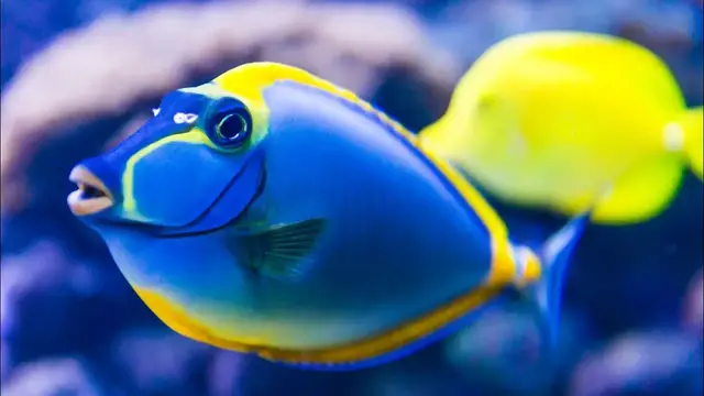 Video thumbnail for Quartz Sand For Your Aquariums: Pros & Cons