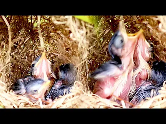 Video thumbnail for Flock Goals: How Mother Birds Care for Their Young in the Wild #BirdsLover #BI  [  @ViralBirdNest  ]