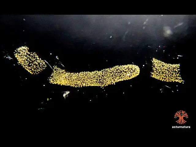 Video thumbnail for Pyrosoma atlanticum