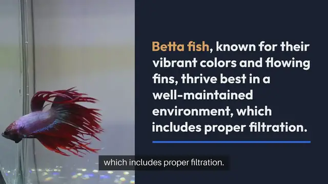 Video thumbnail for Betta Fish Tank Filtration