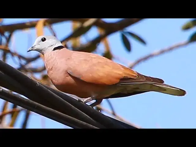 Video thumbnail for Amazing Dove Cute of Male & Female Dove - baby birds eat