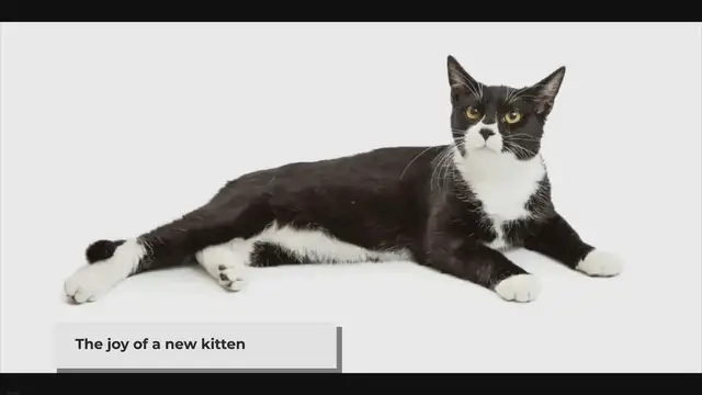 Video thumbnail for 130 migliori nomi di gatti in bianco e nero con significato – Pet Yolo