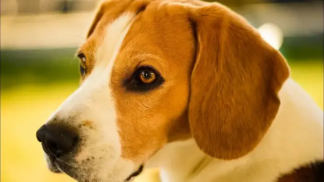 Video thumbnail for Spay or Neuter Your Dog: Pros & Cons