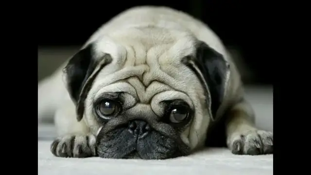 Video thumbnail for Pug: Male and Female Dog Names