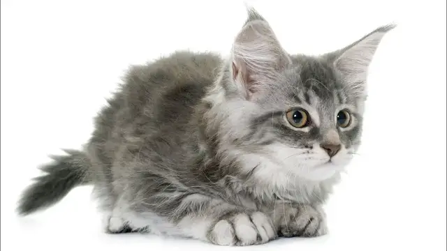 Video thumbnail for Maine Coon Cat Breed: Pros & Cons