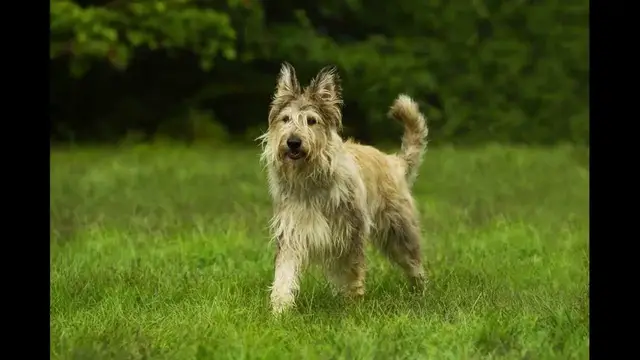 Video thumbnail for Care and Health of the Berger Picard
