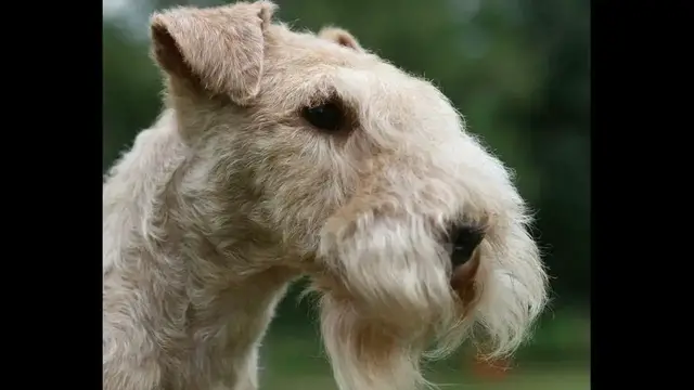Video thumbnail for Education and Keeping of the Lakeland Terrier