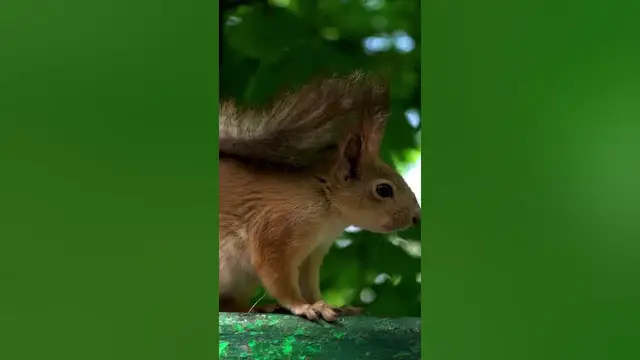 Video thumbnail for Squirrel's Front Teeth Never Stop Growing #shorts