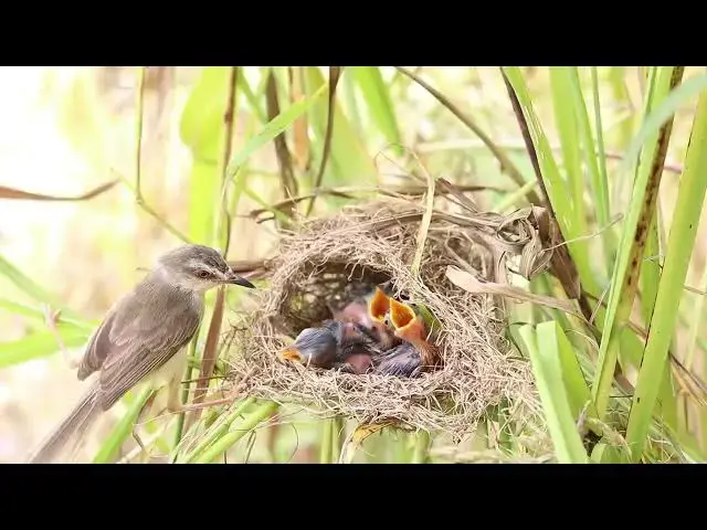 Video thumbnail for Top Bird IQ 100 Making nest