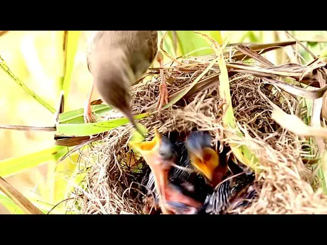 Video thumbnail for Amazing Baby Birds Eat food on nest when mother feeding it