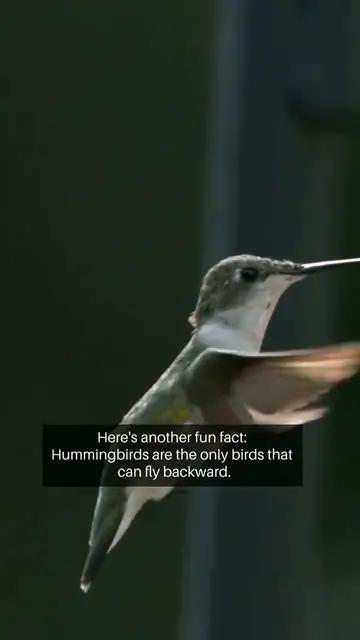 Video thumbnail for Fun facts about Animals #shorts #animals