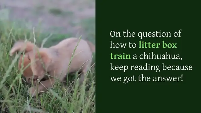 Video thumbnail for HOW TO LITTER BOX TRAINING A CHIHUAHUA?