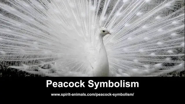 Video thumbnail for Peacock Symbolism