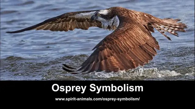 Video thumbnail for Osprey Symbolism